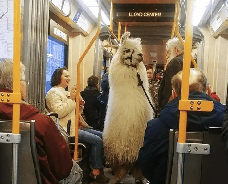 A commuting llama